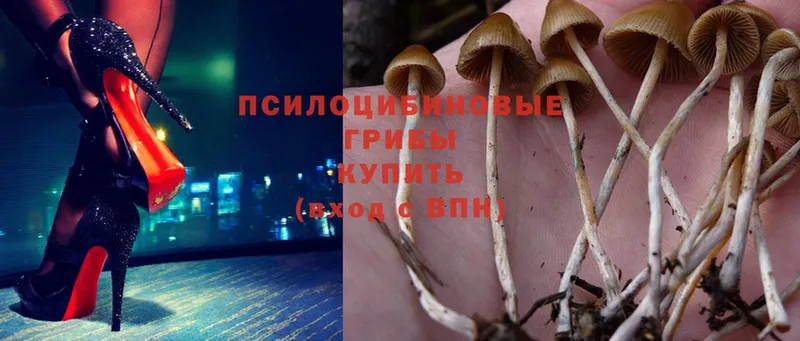 блэк спрут   Камышин  Псилоцибиновые грибы Psilocybine cubensis 