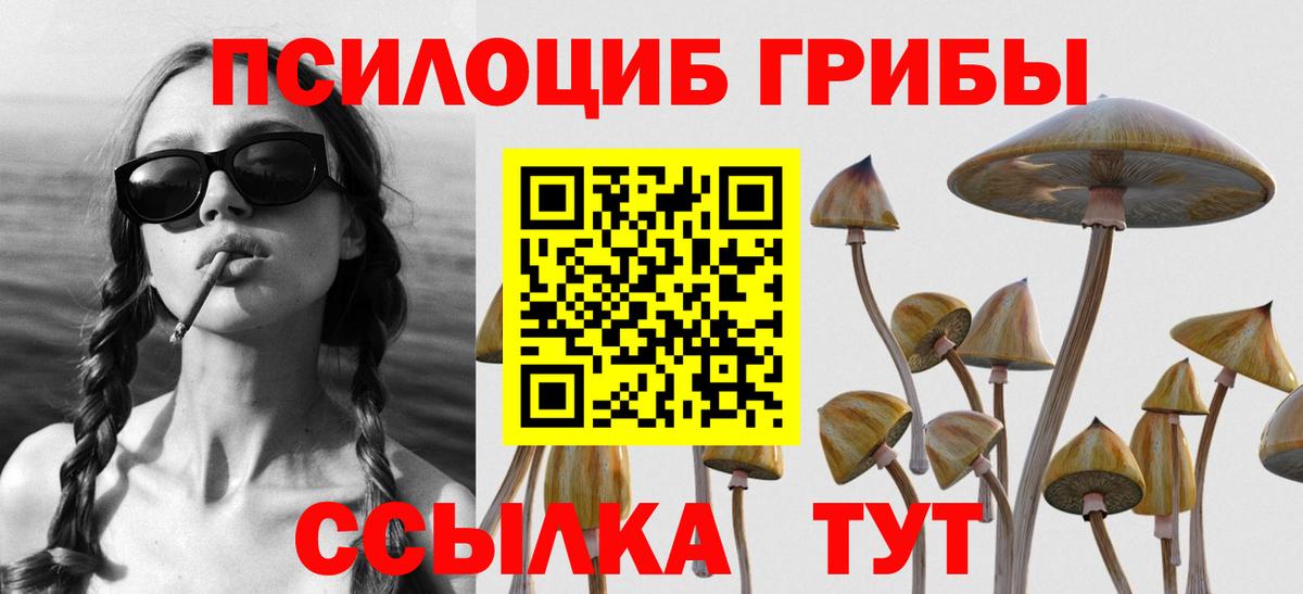 как найти закладки  Псилоцибиновые грибы GOLDEN TEACHER  Камышин  Псилоцибиновые грибы MAGIC MUSHROOMS 